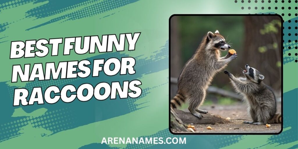 Best Funny Names For Raccoons