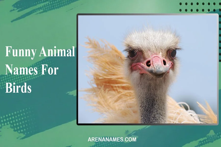 Funny Animal Names