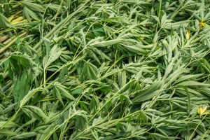 How Fresh Cannabis Material Influences Resin Quality